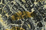 Proterozoic Age Columnar Stromatolite (Asperia) Slab - Australia #132380-1